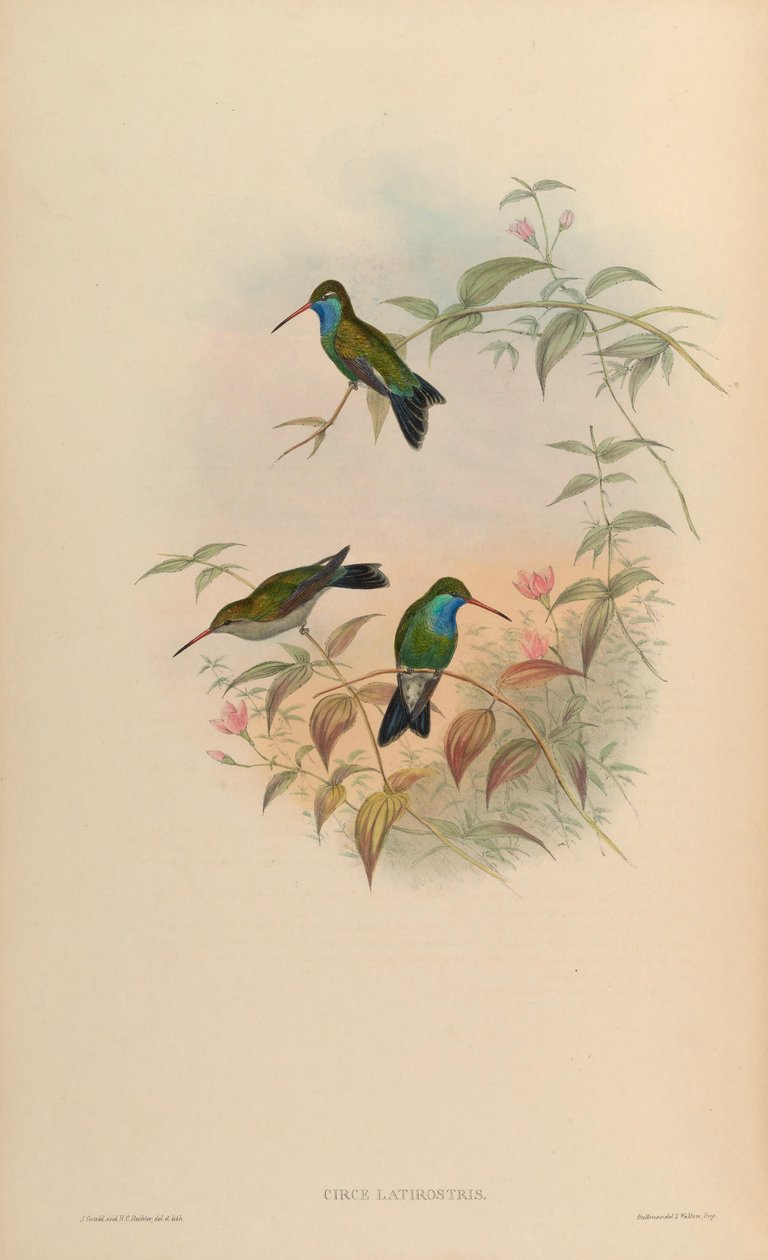 Circe latirostris = Cynanthus latirostris 作者 约翰·古尔德