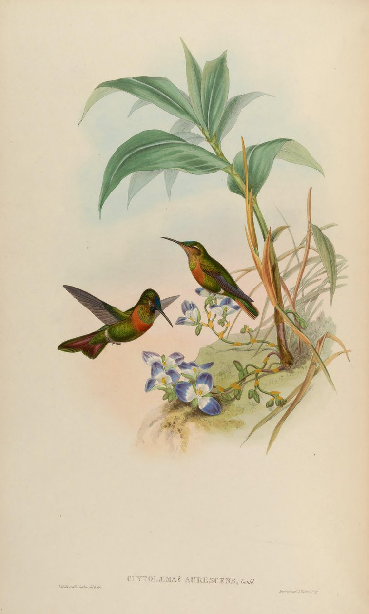 Clytolaema aurescens = Polyplancta aurescens 作者 约翰·古尔德