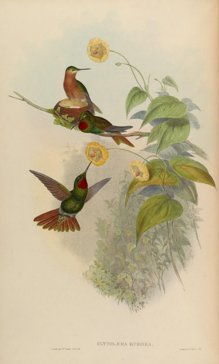 Clytolaema rubinea = Clytolaema telefonuda 作者 约翰·古尔德