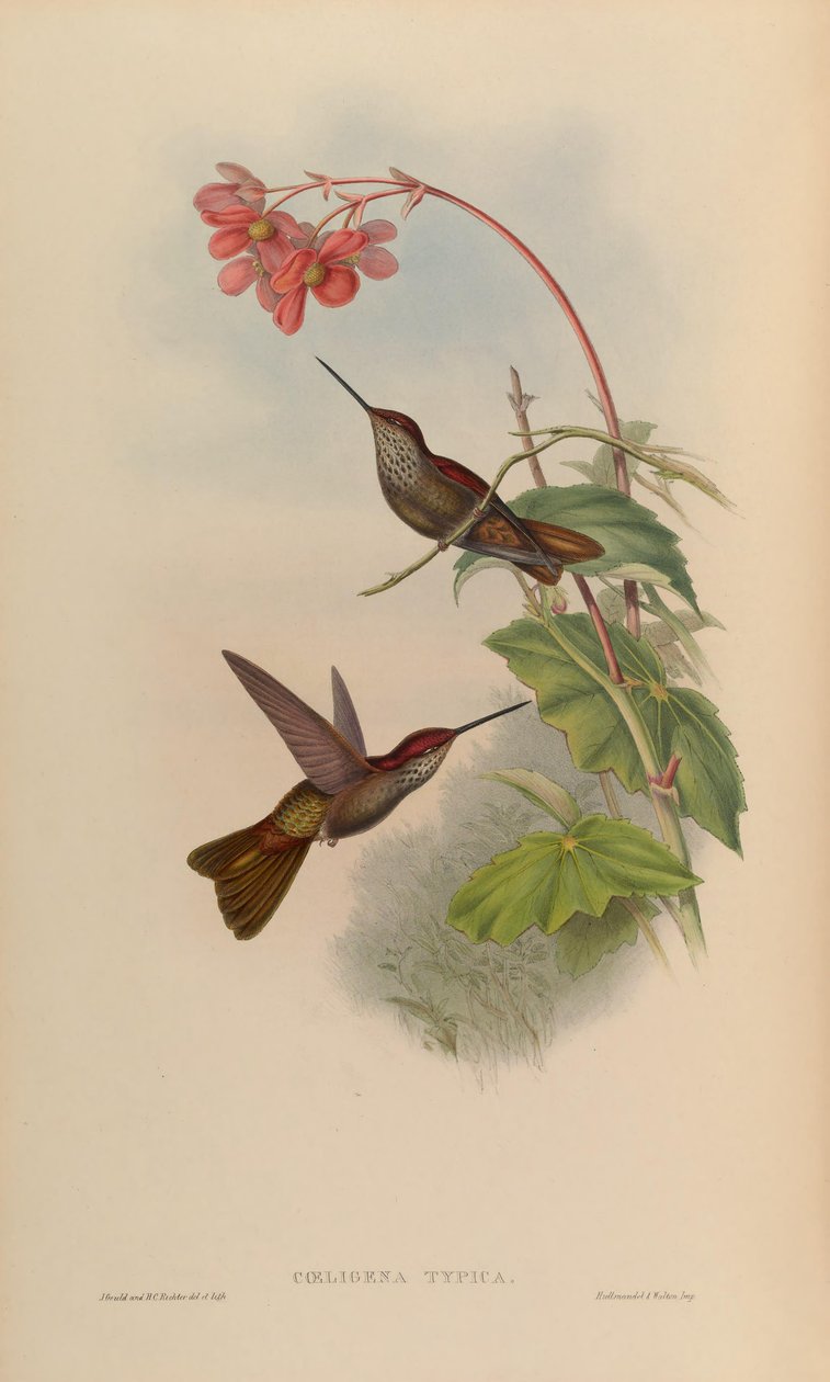 Coeligena typica = Coeligena coeligena 作者 约翰·古尔德