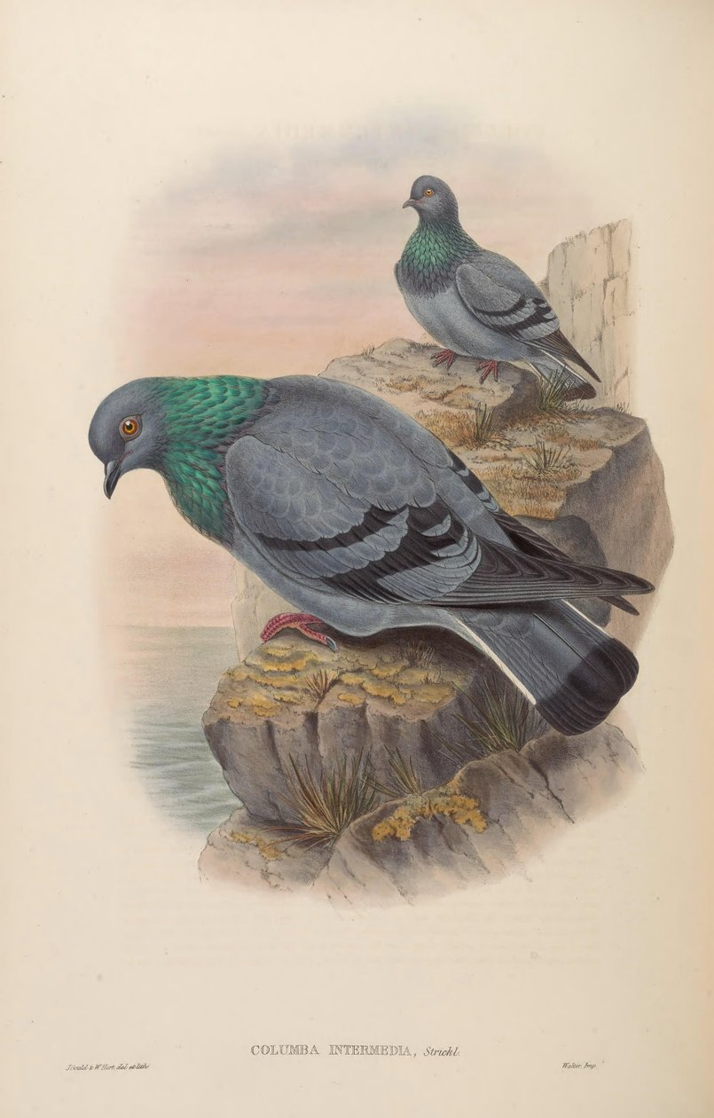 Columba intermedia = Columba livia intermedia 作者 约翰·古尔德