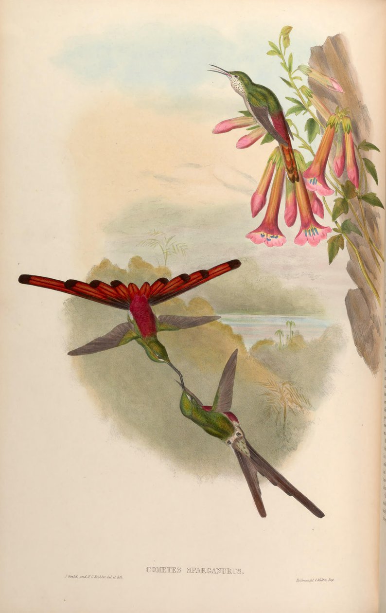 Cometes sparganurus = Sappho sparganura 作者 约翰·古尔德