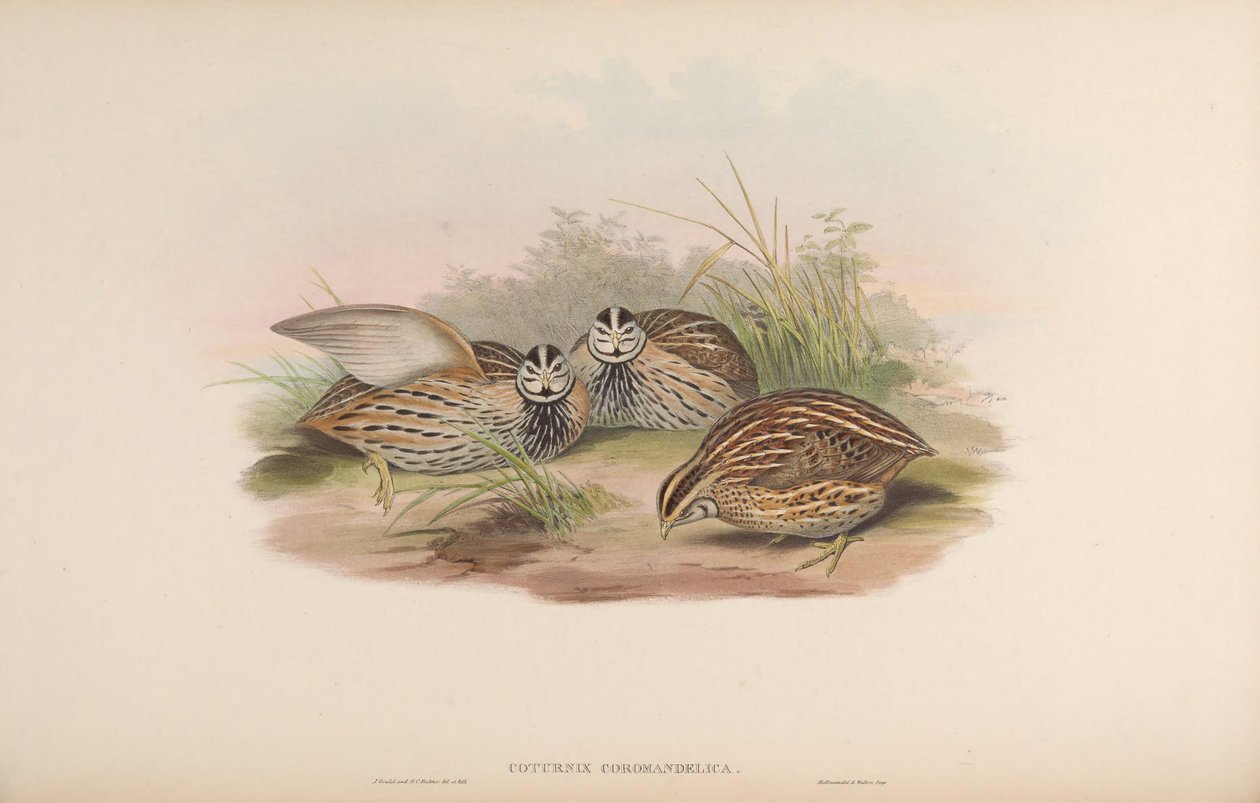 Coturnix coromandelica 作者 约翰·古尔德