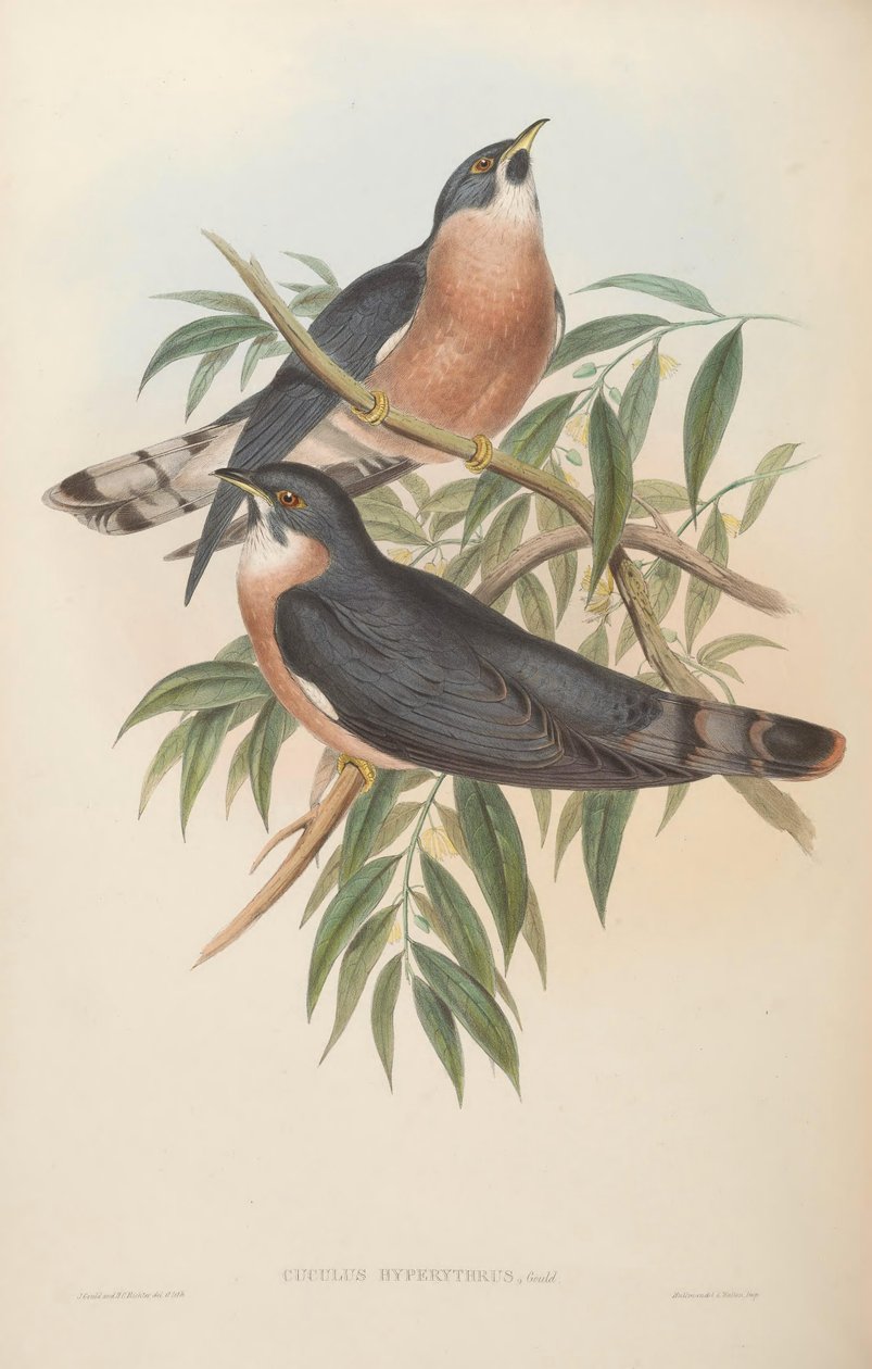 Cuculus hyperythrus = Hierococcyx hyperythrus 作者 约翰·古尔德