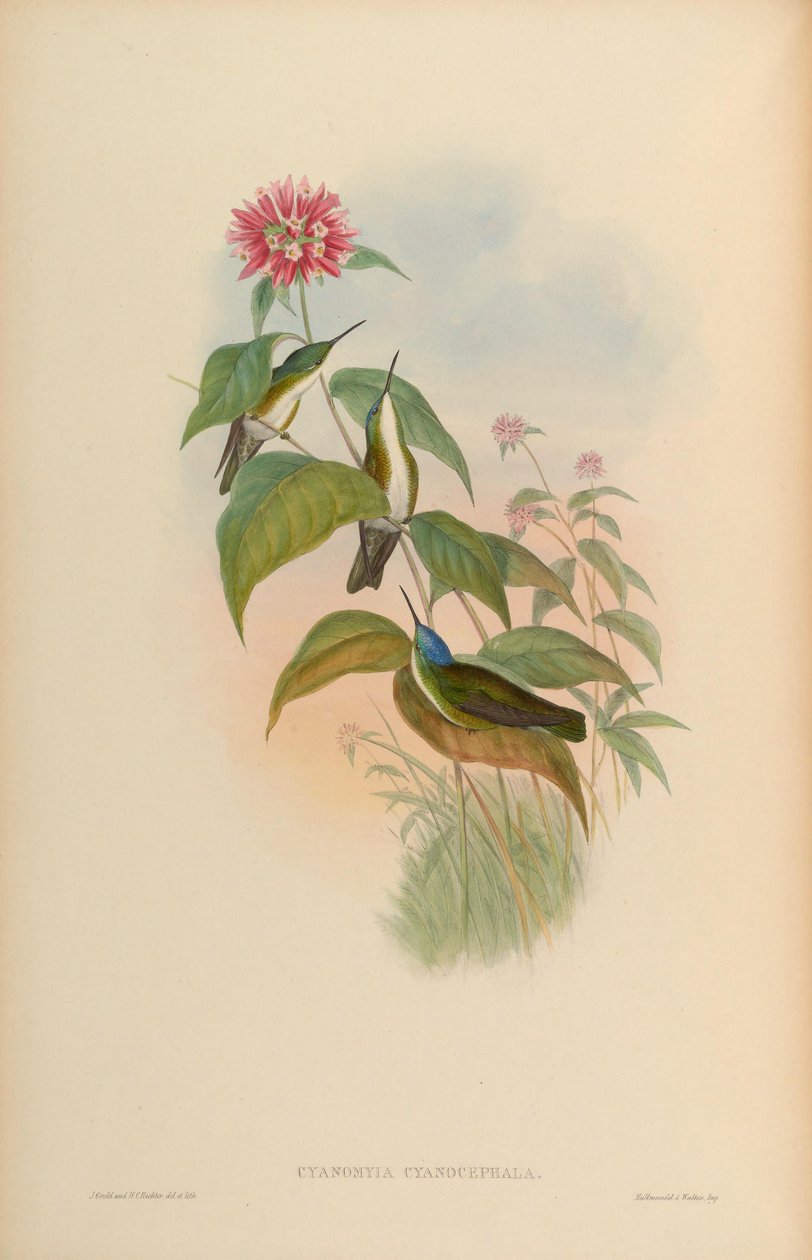 Cyanomyia cyanocephala = Amazilia cyanocephala 作者 约翰·古尔德