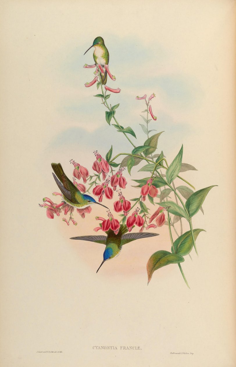 Cyanomyia，法国= Amaxilia 作者 约翰·古尔德