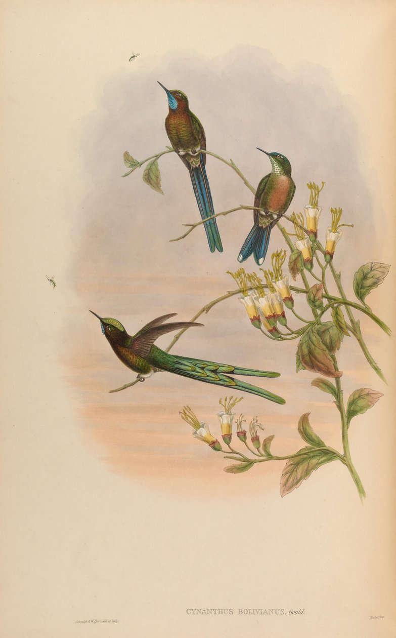 Cynanthus bolivianus = Aglaiocercus kingi smaragdinus 作者 约翰·古尔德