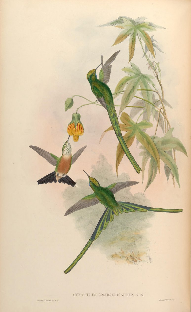 Cynanthus smaragdicaudus = Aglaiocercus kingi smaragdinus 作者 约翰·古尔德