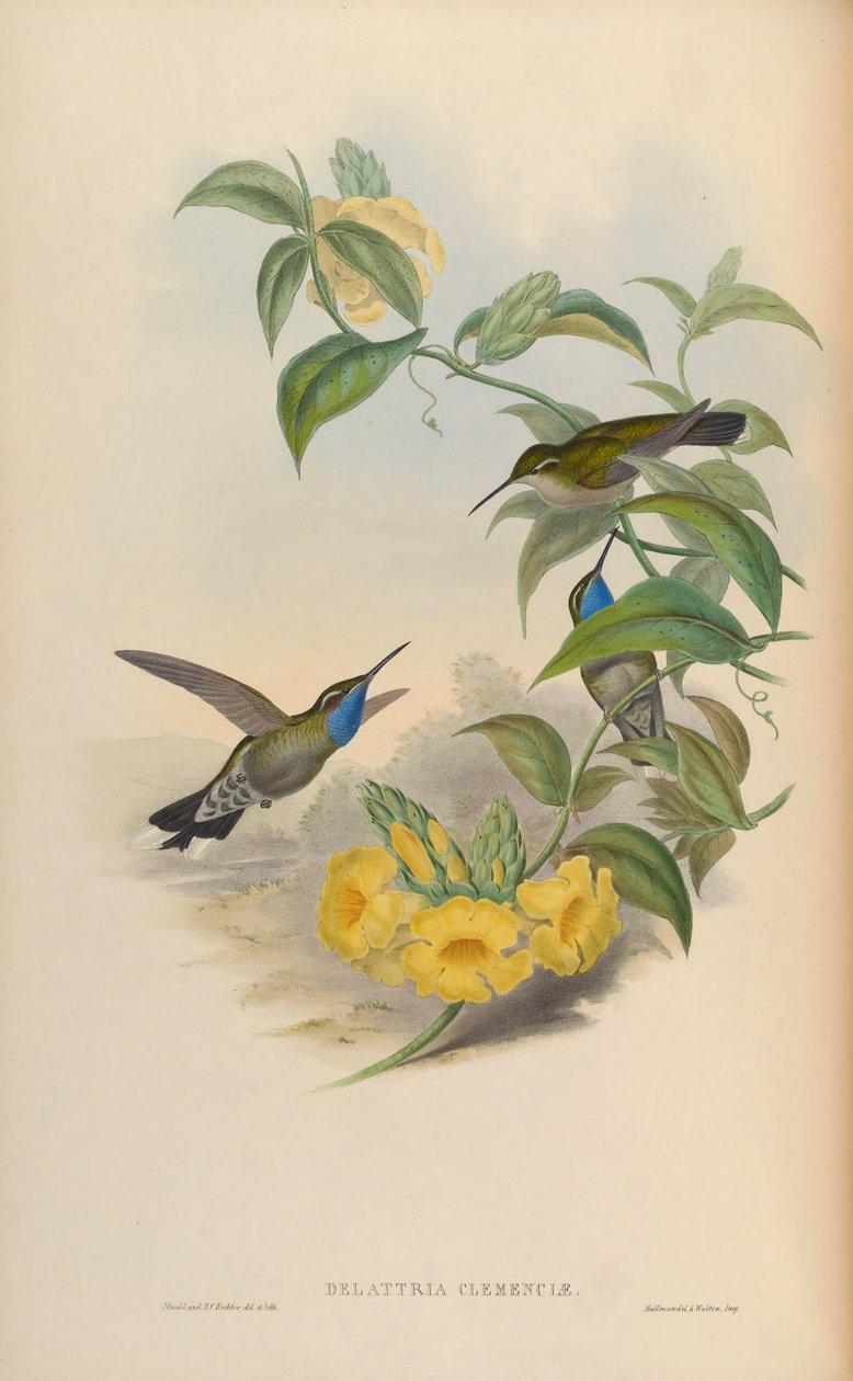 Delattria clemenciae = Lampornis clemenciae 作者 约翰·古尔德