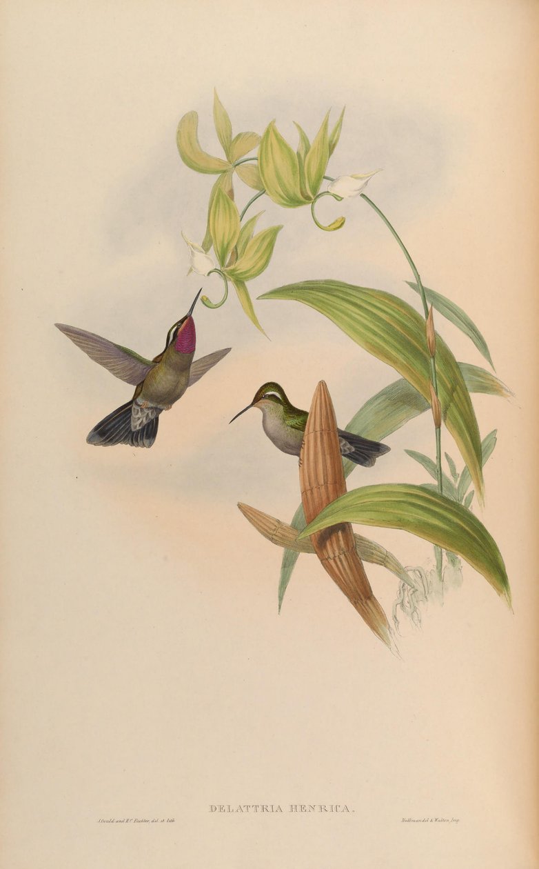 Delattria亨利= Lampornis amethystinus 作者 约翰·古尔德