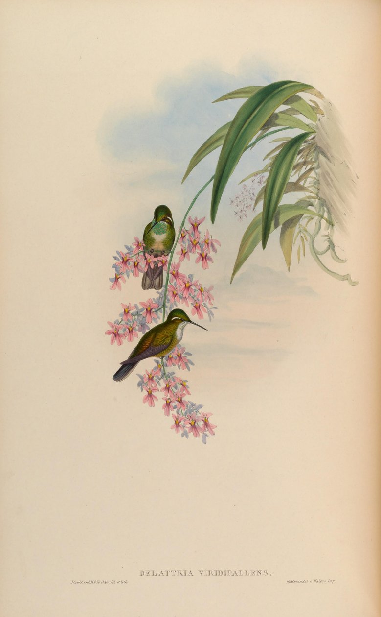 Delattria viridipallens = Lampornis viridipallens 作者 约翰·古尔德