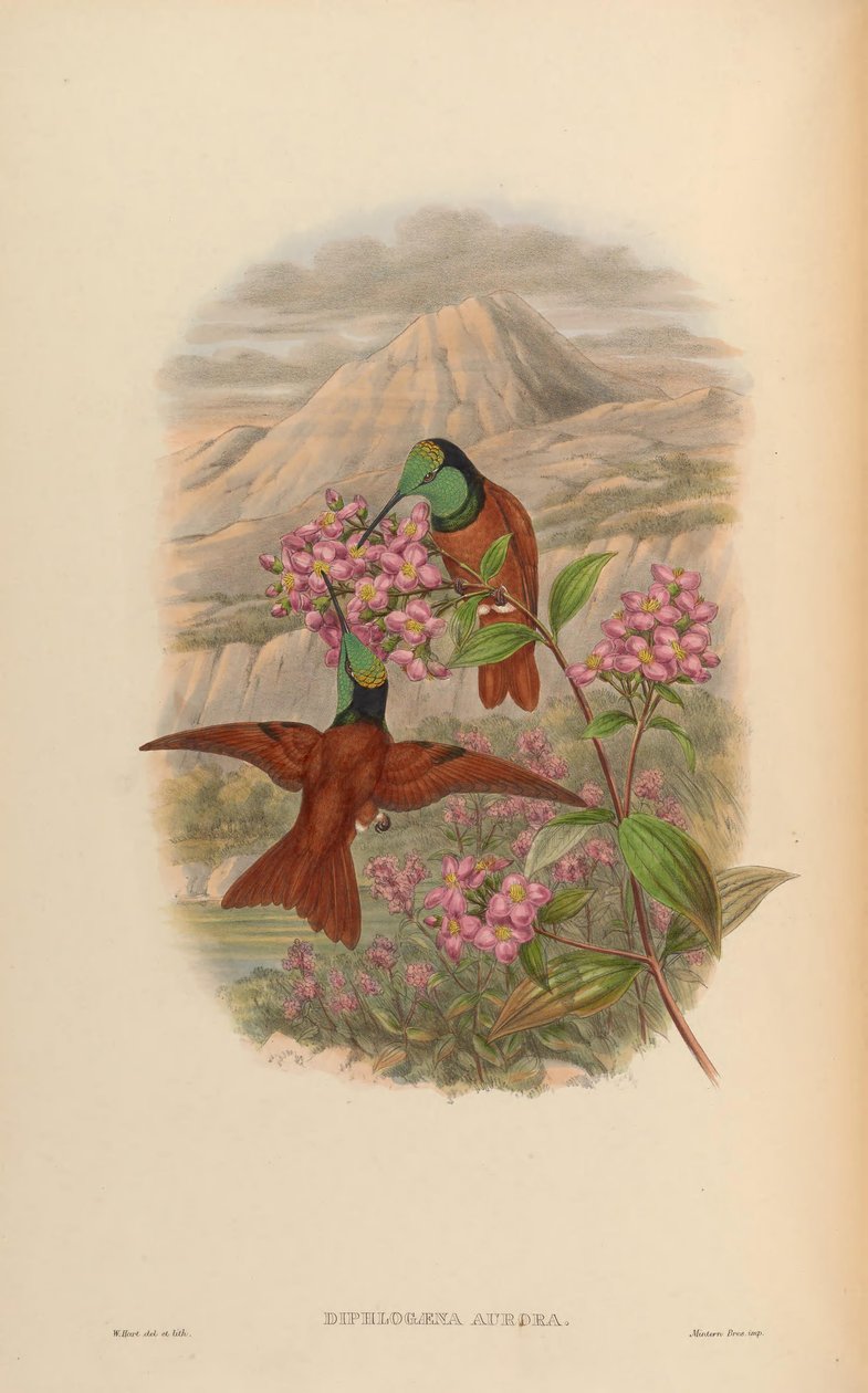 Diphlogaena aurora = Coeligena aurora iris 作者 约翰·古尔德