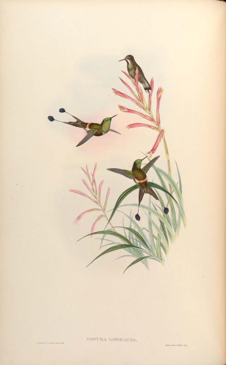 Discura longicauda = Longicauda discosura 作者 约翰·古尔德