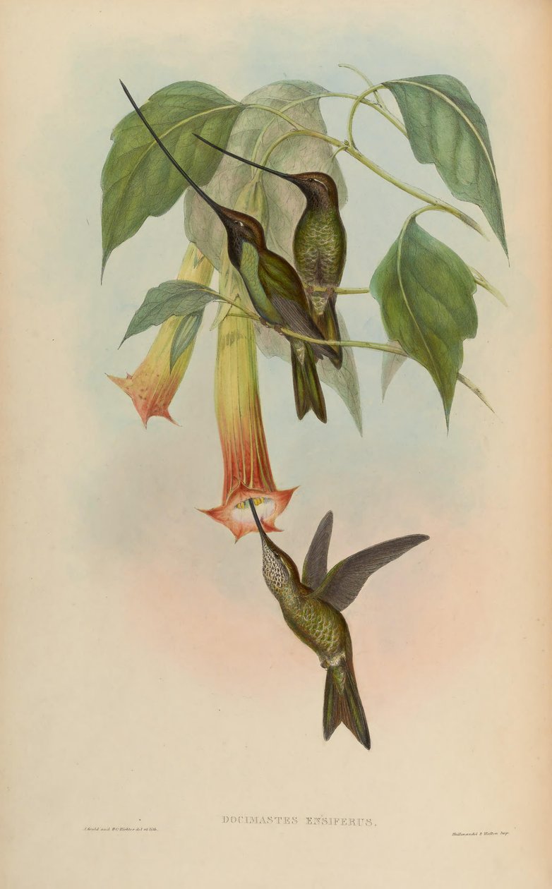 Docimastes ensiferus = Ensifera ensifera 作者 约翰·古尔德