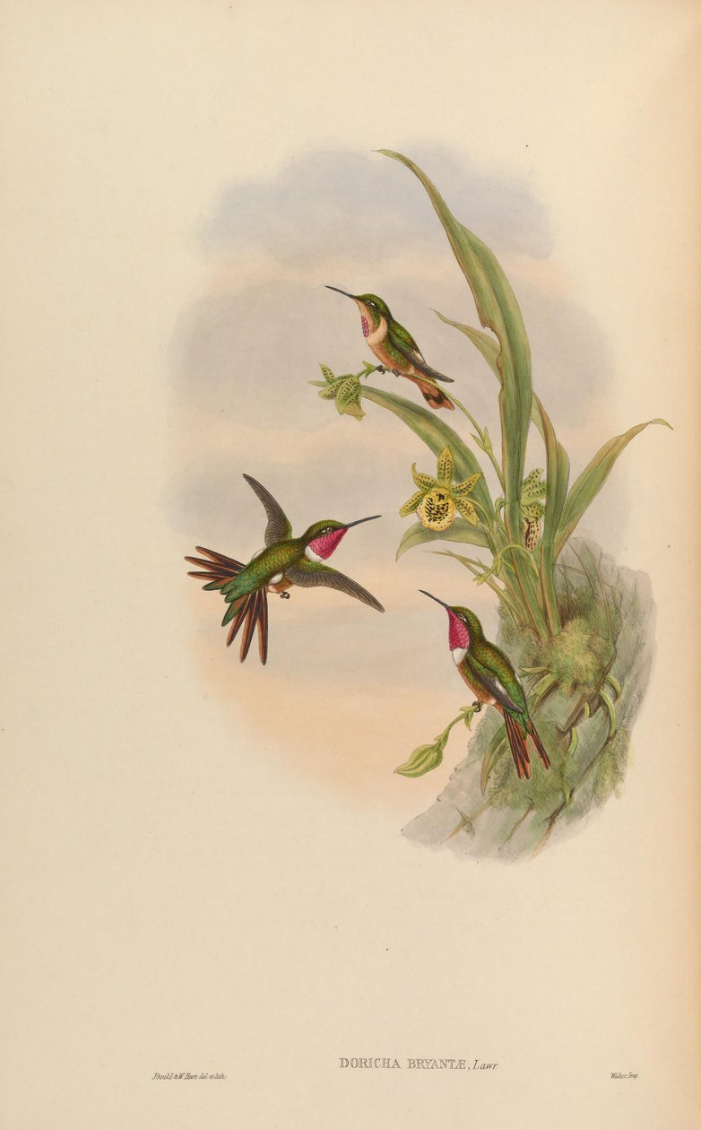 Doricha bryantae = Calliphlox bryantae 作者 约翰·古尔德