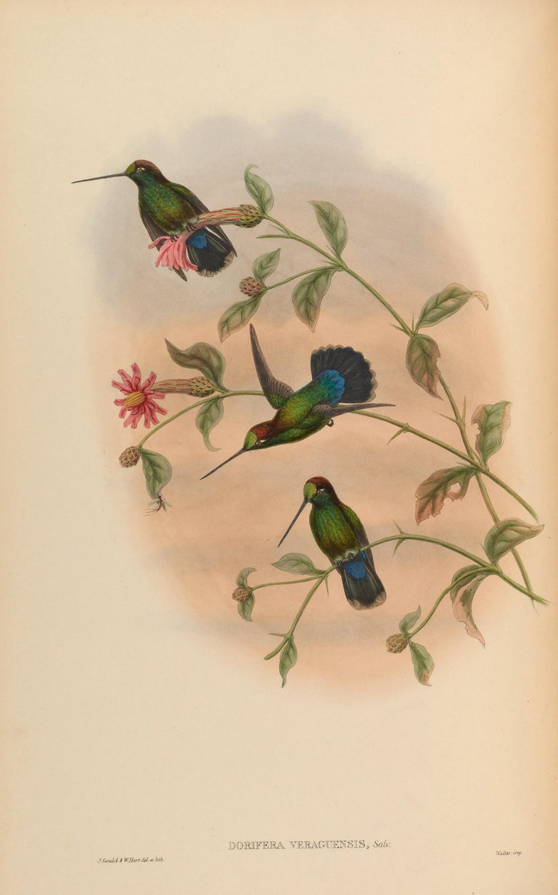 Dorifera veraguensis = Doryfera ludovicae veraguensis 作者 约翰·古尔德