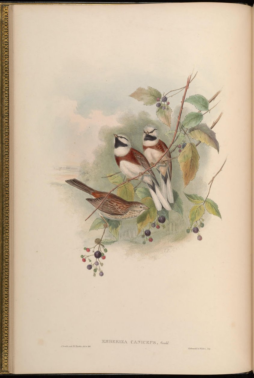 Emberiza caniceps = Emberiza stewarti 作者 约翰·古尔德