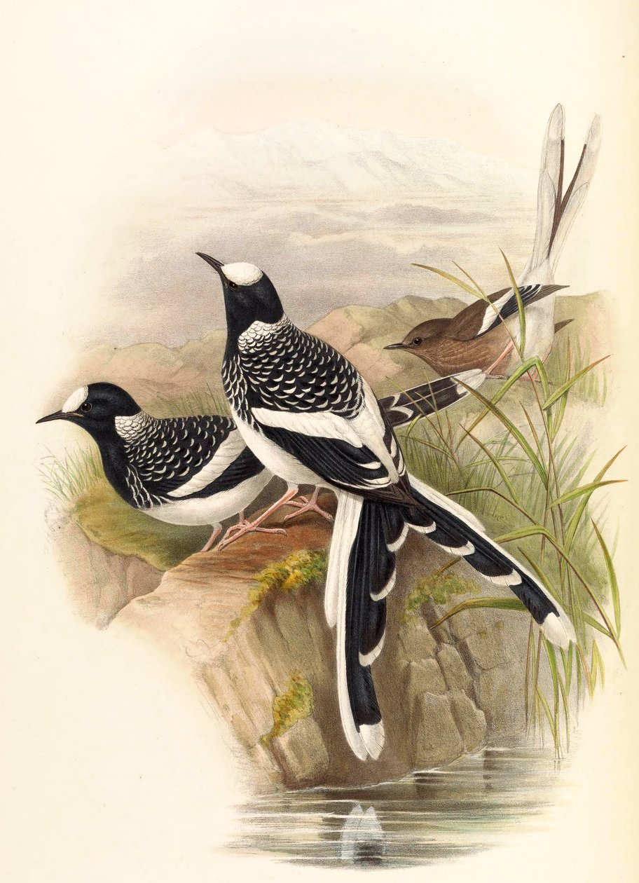 Enicurus maculatus 作者 约翰·古尔德