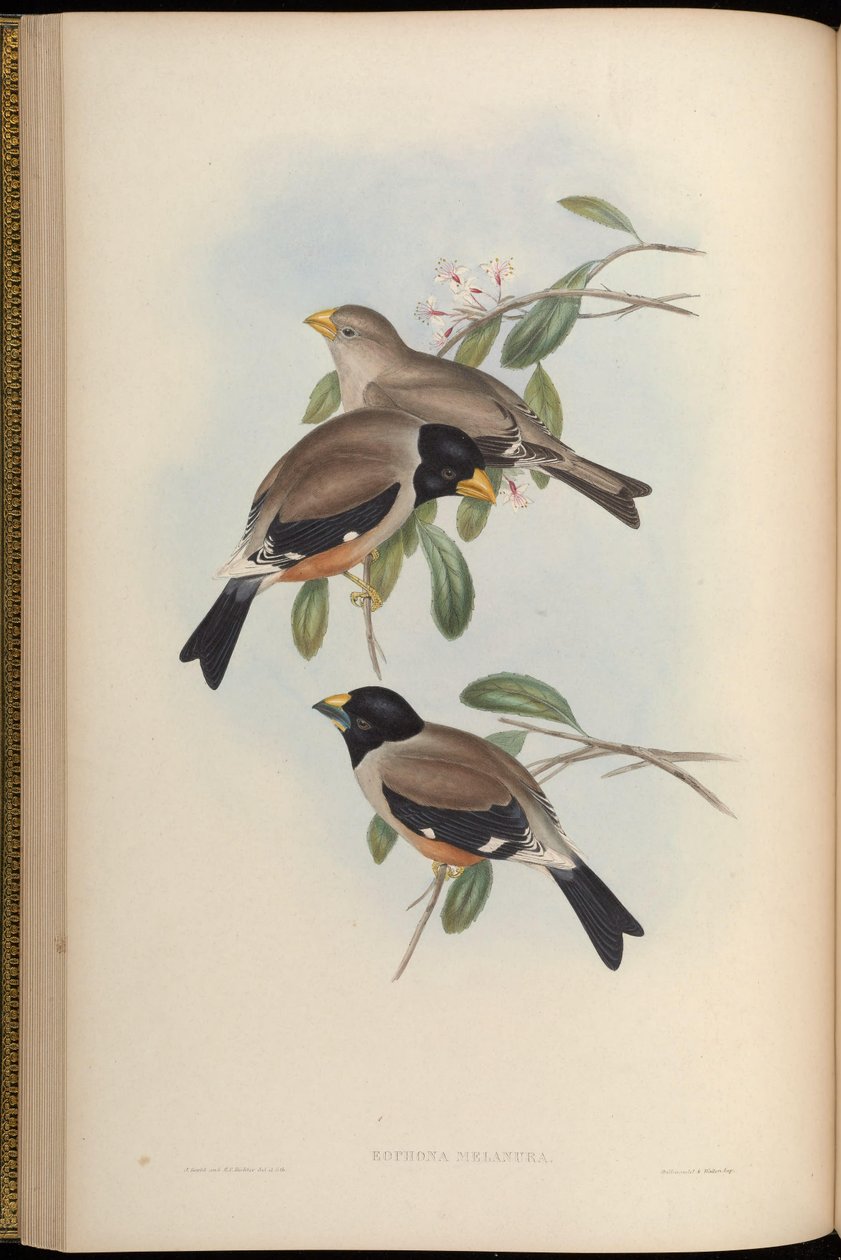 Eophona melanura = Eophona migratoria 作者 约翰·古尔德