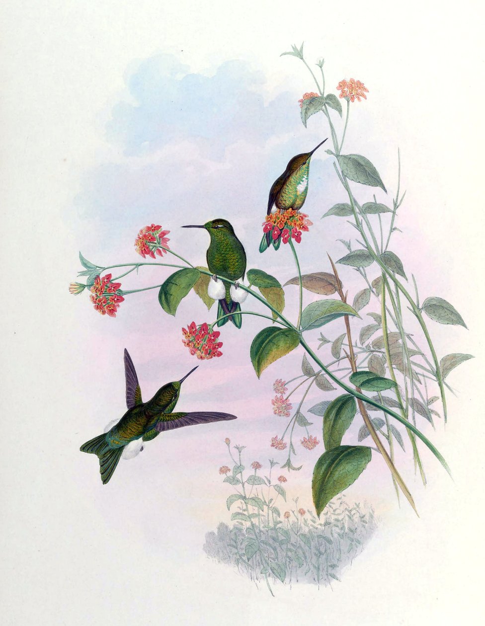 Eriocnemis aline = Syn 作者 约翰·古尔德