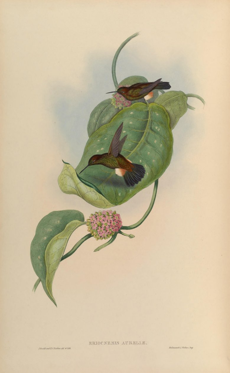Eriocnemis蛹= Haplophaedia aureliae 作者 约翰·古尔德