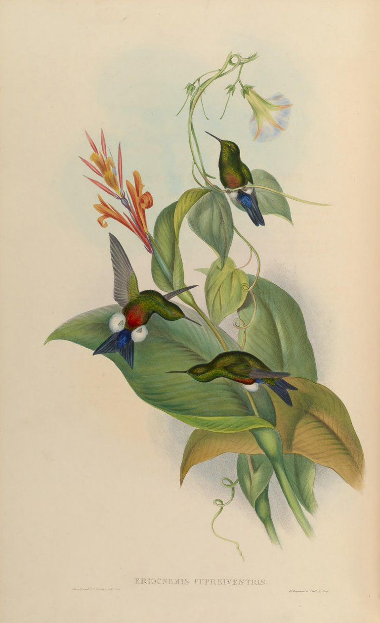 Eriocnemis cupreoventris 作者 约翰·古尔德