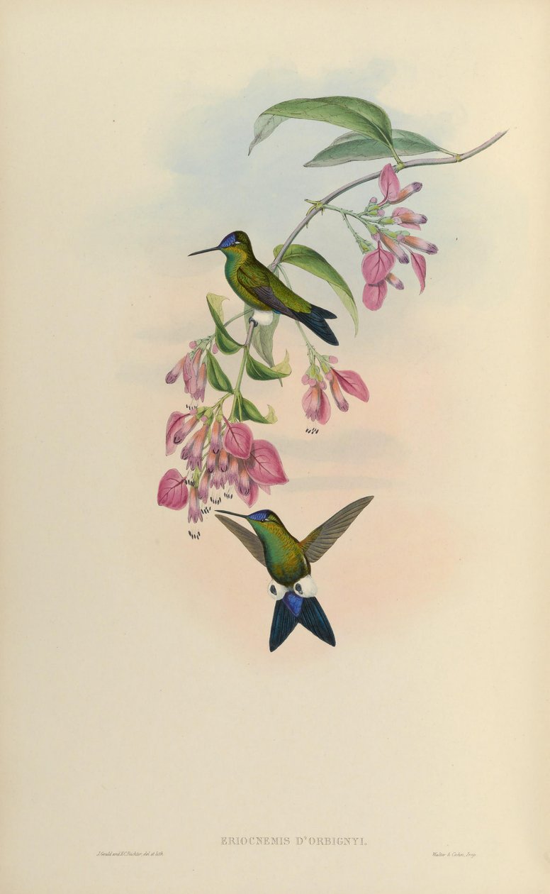 Eriocnemis dorbignyi = Eriocnemis glaucopoides 作者 约翰·古尔德
