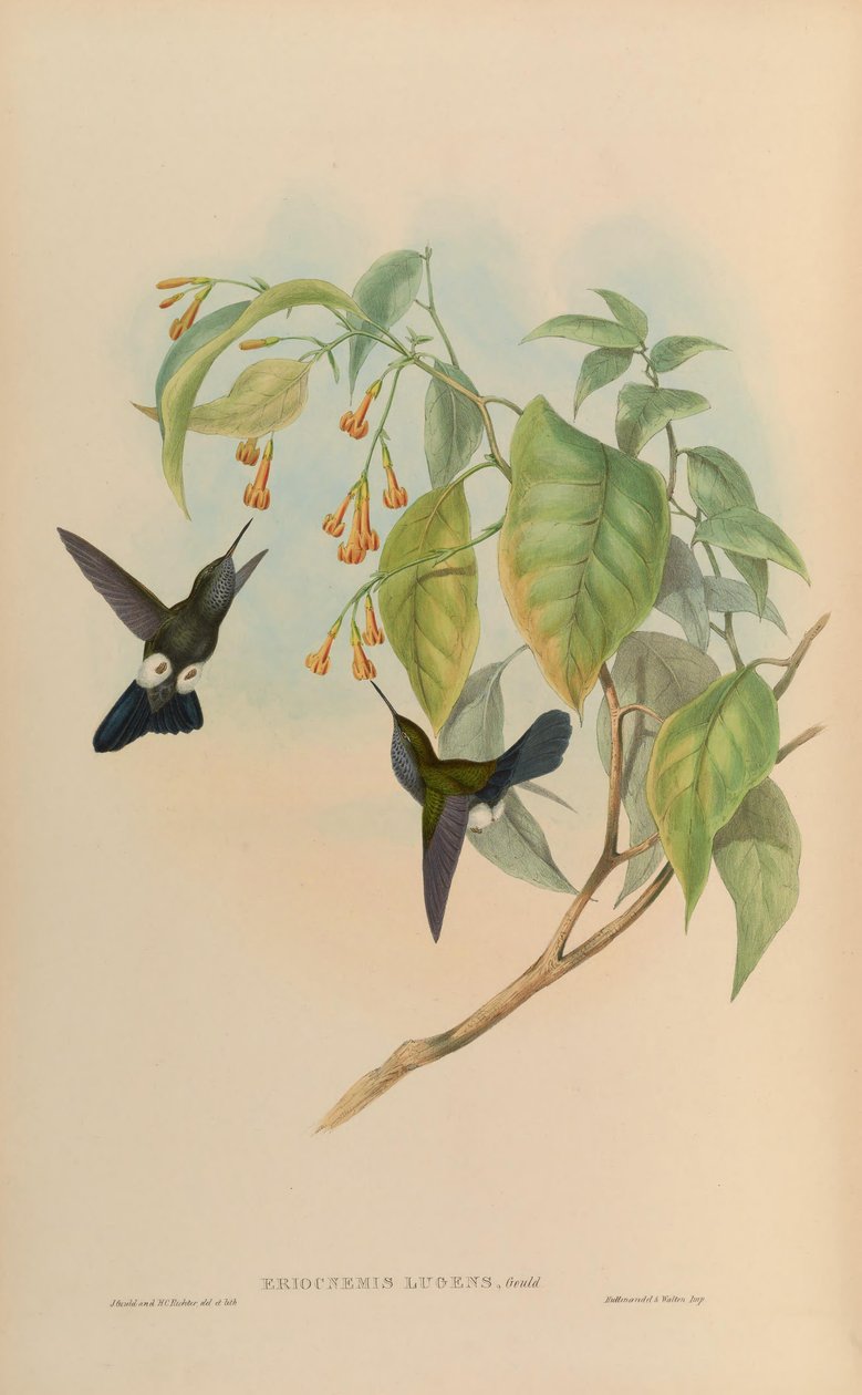 Eriocnemis悲伤难过= Haplophaedia 作者 约翰·古尔德