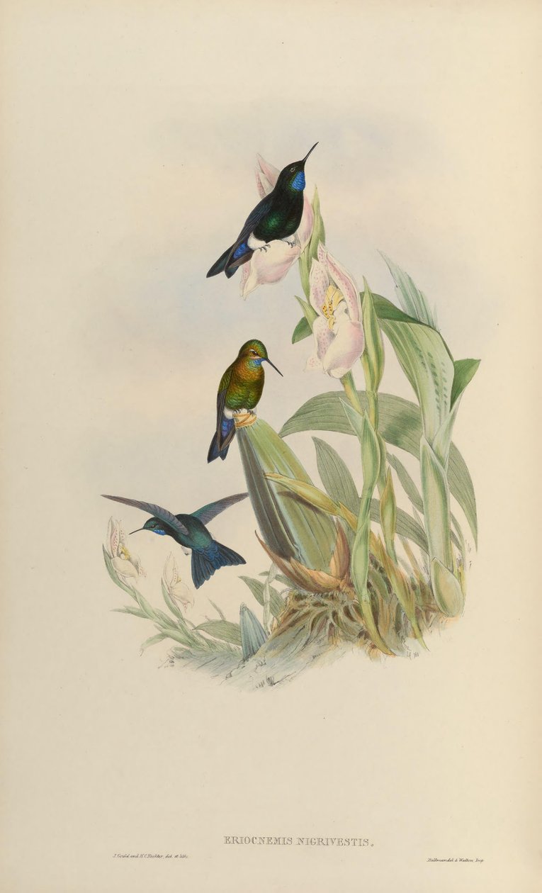 Eriocnemis nigrivestis 作者 约翰·古尔德