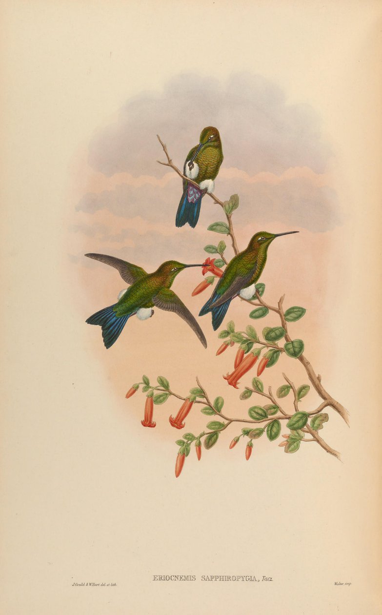 Eriocnemis sapphiropygia = Eriocnemis luciani sapphiropygia 作者 约翰·古尔德