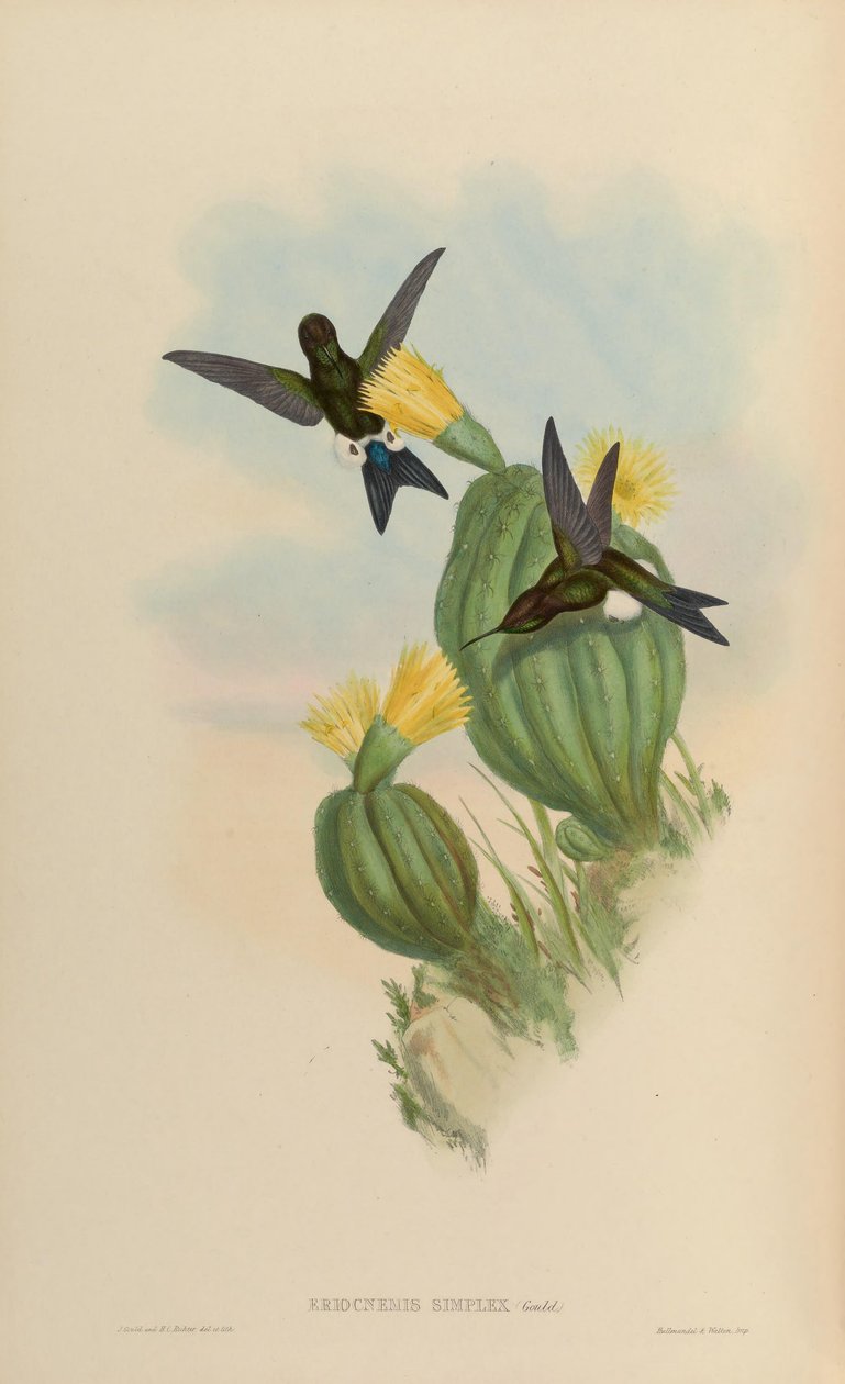 Eriocnemis simplex = Eriocnemis cupreoventris 作者 约翰·古尔德