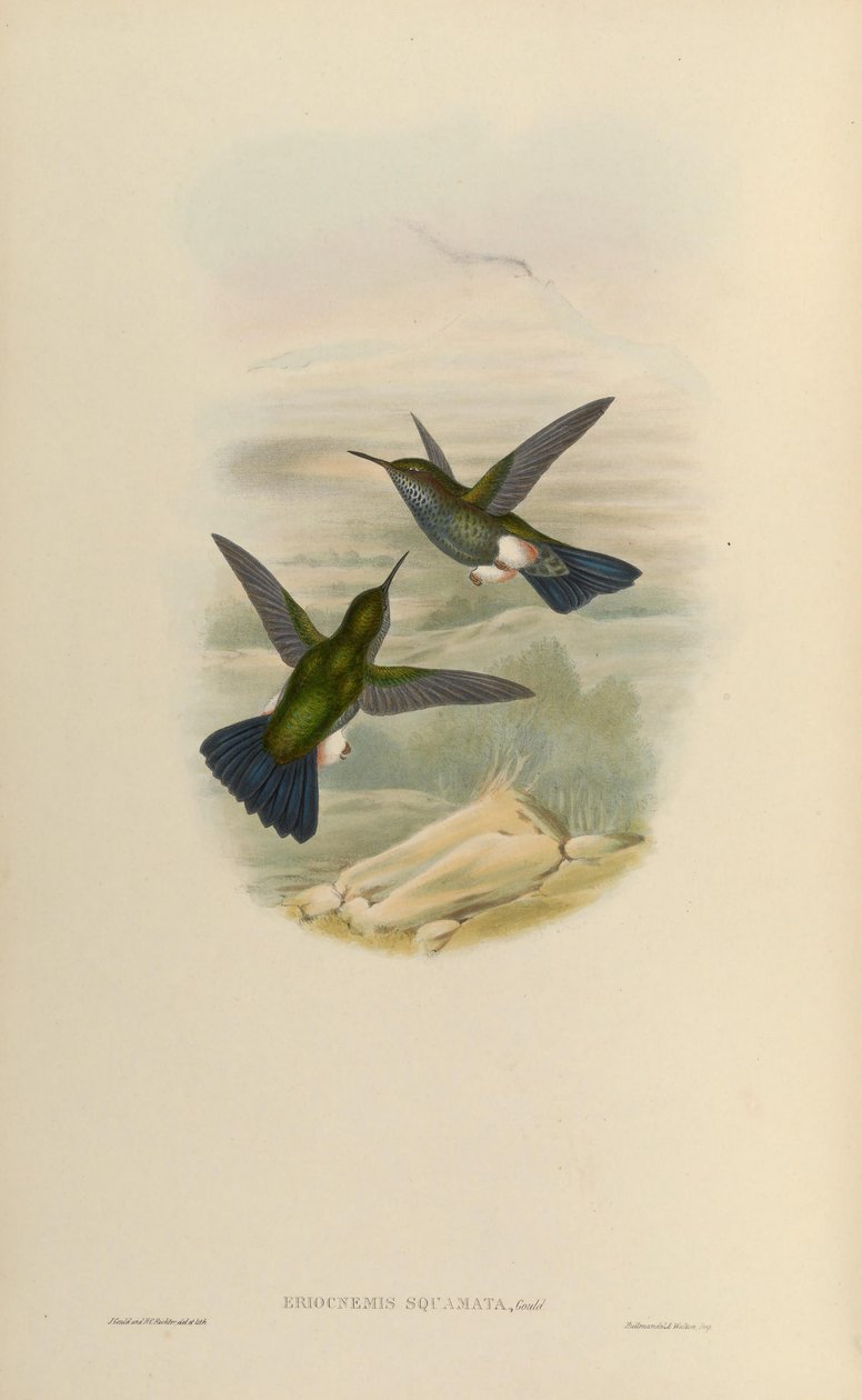 Eriocnemys悲伤难过= Haplophaedia 作者 约翰·古尔德