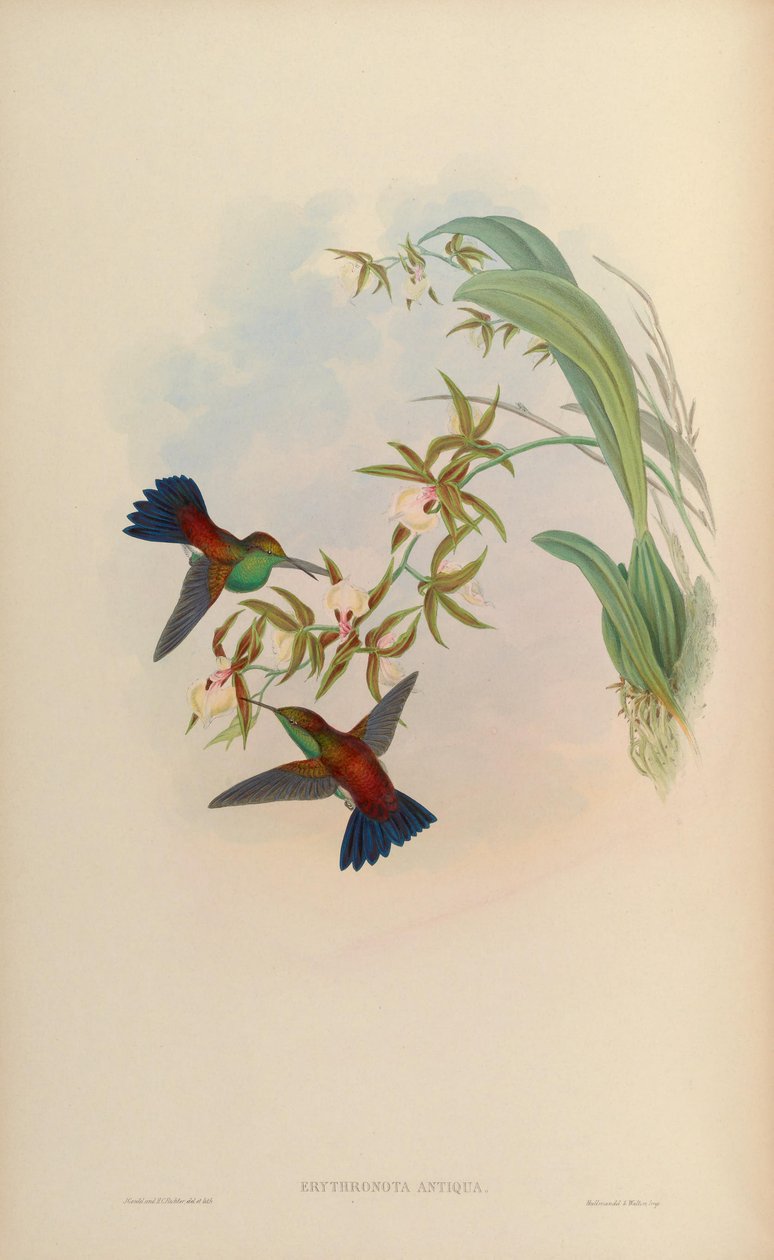 Erythronota antiqua = Amazilia tobaci erythronotos 作者 约翰·古尔德