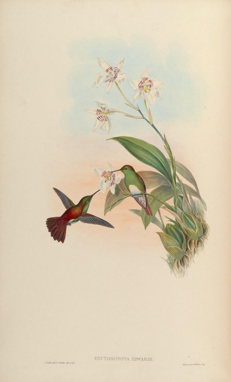Erythronota edwardi = Amazilia edward 作者 约翰·古尔德