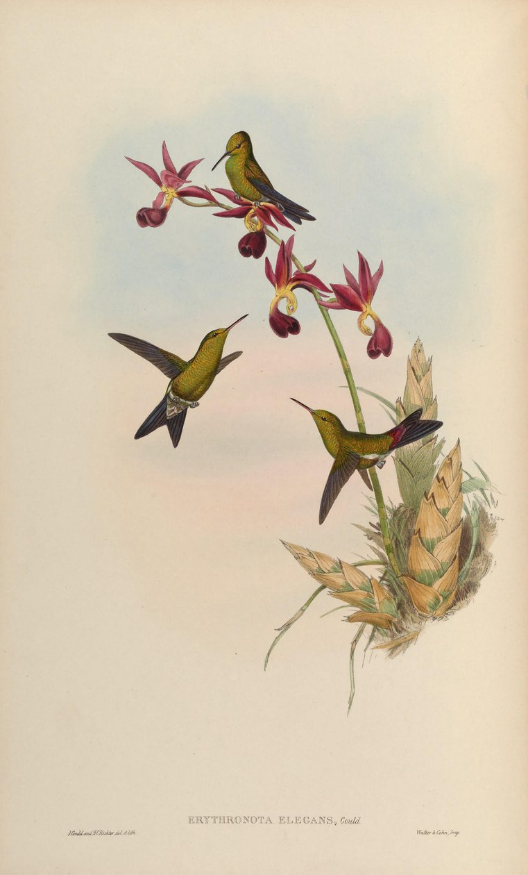 Erythronota elegans = Chlorostilbon elegans 作者 约翰·古尔德