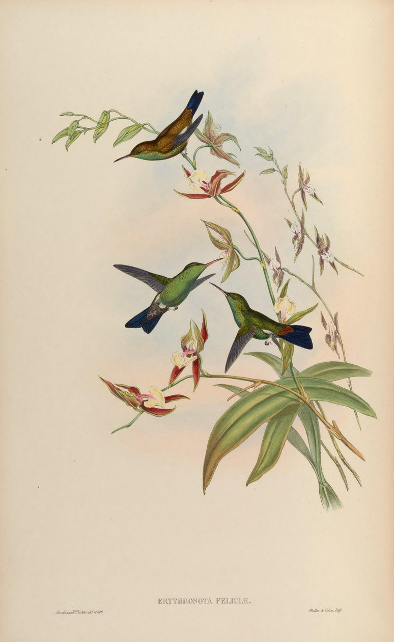 Erythronota feliciae = Amazilia tobaci feliciae 作者 约翰·古尔德