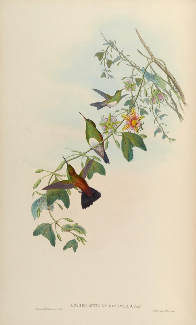 Erythronota niveiventris = Amazilia edward niveiventris 作者 约翰·古尔德