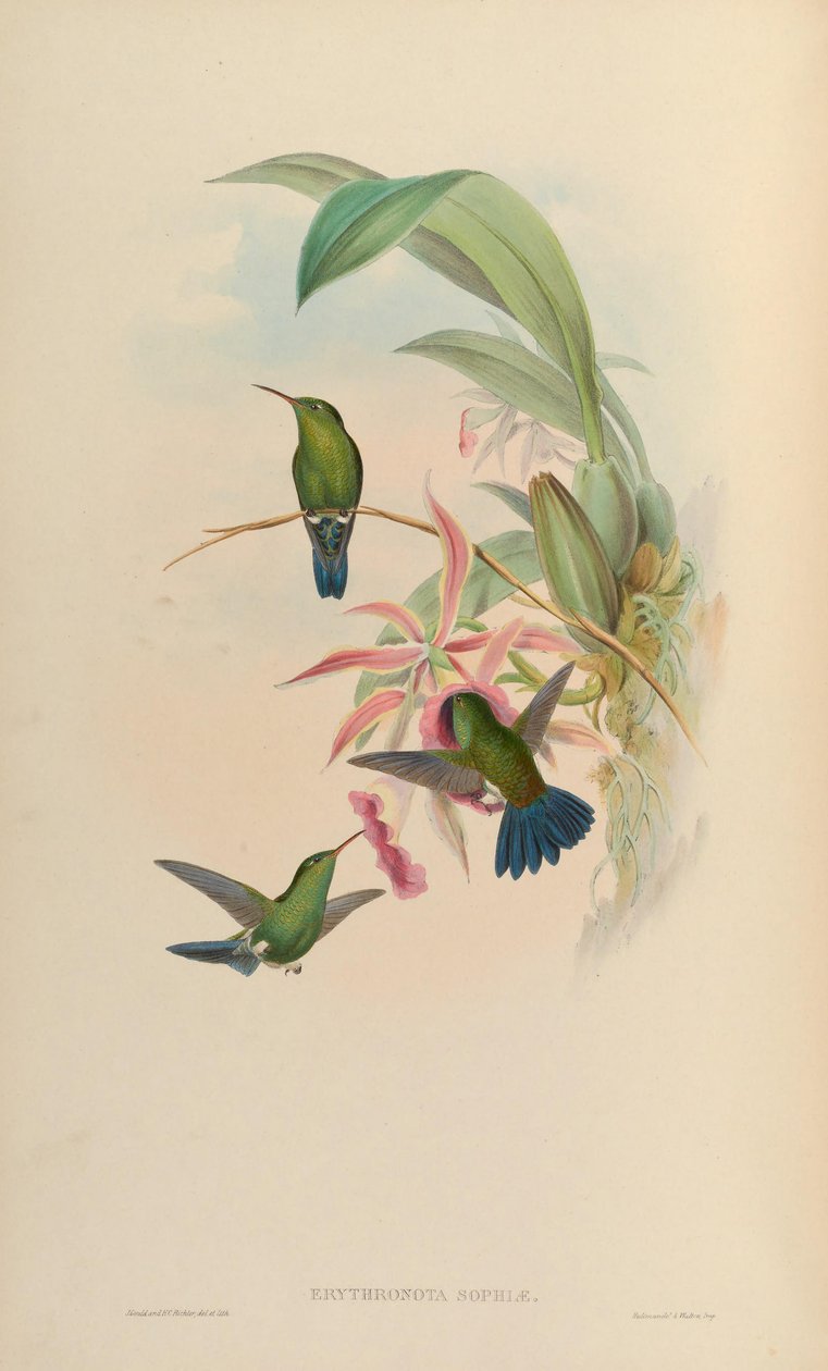 Erythronota索菲亚= Amaxilia saucerrottei saucerrottei 作者 约翰·古尔德