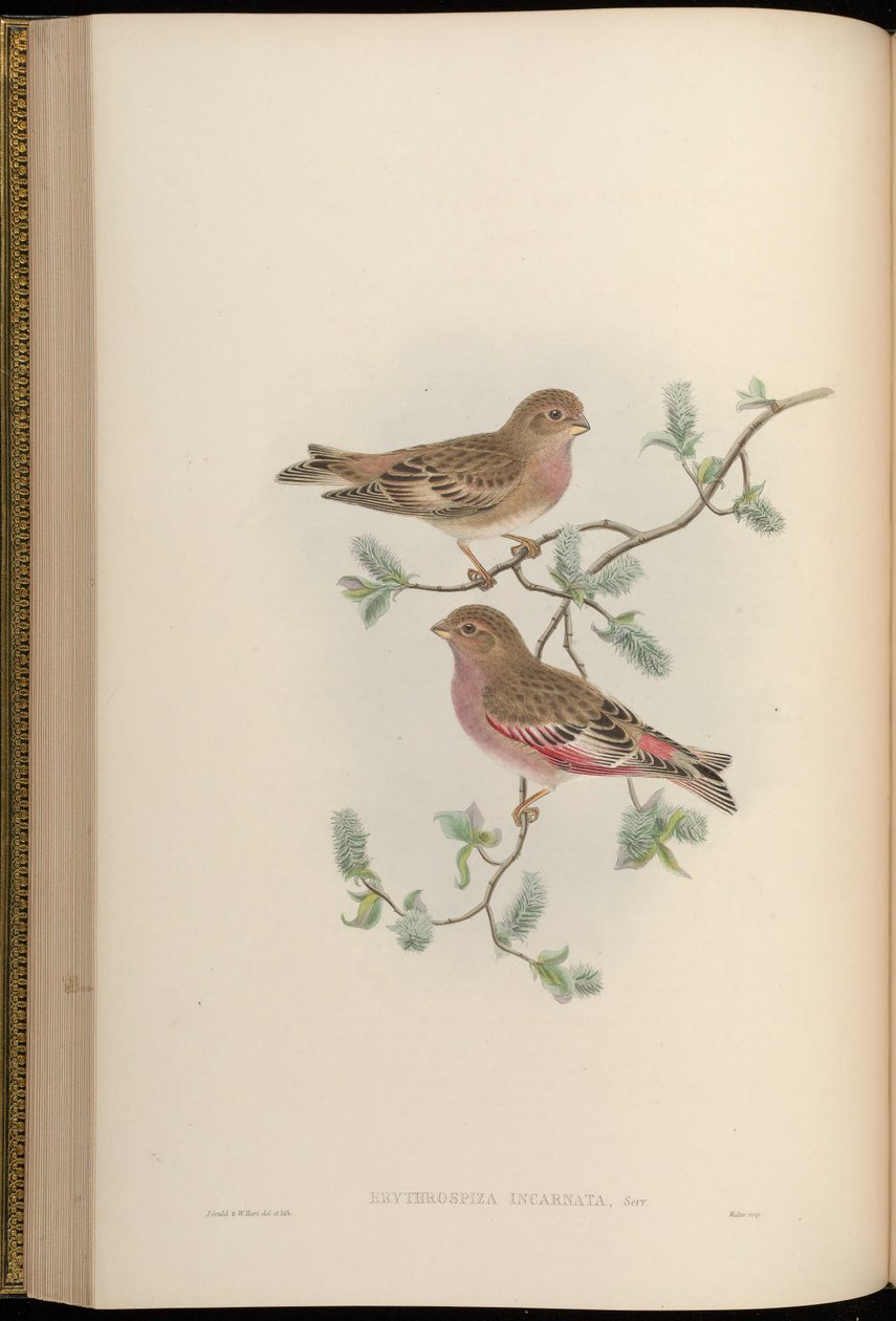 Erythrospiza incarnata =蒙古海盗[2] 作者 约翰·古尔德