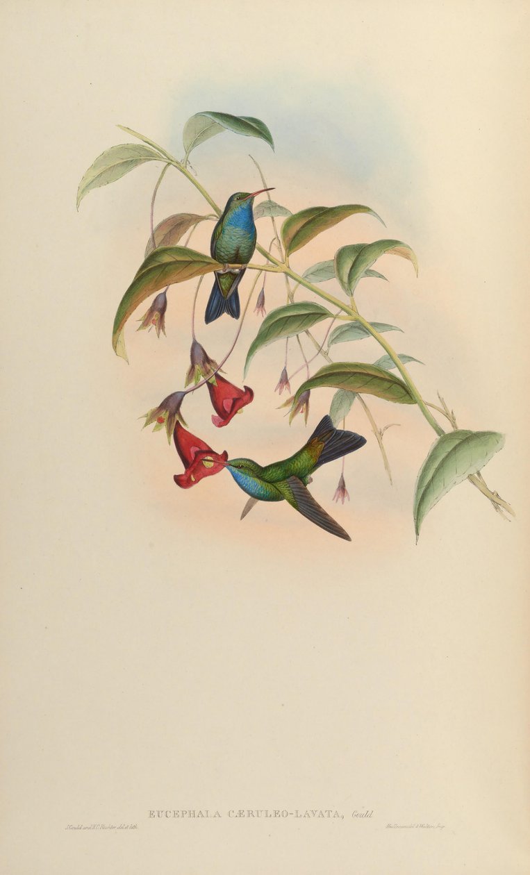 Eucephala caeruleolavata =？ - 仅从巴西东南部的标本中得知;被Cory（1918）和Pinto（1937）视为有效物种; Peters（1945）被视为未确定亲子关系的混合体 作者 约翰·古尔德
