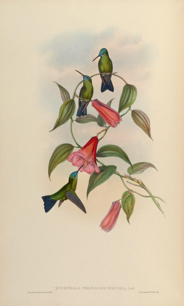 Eucephala smaragdo-caerulea = Chlorestes注意X Thalurania glaucopis 作者 约翰·古尔德