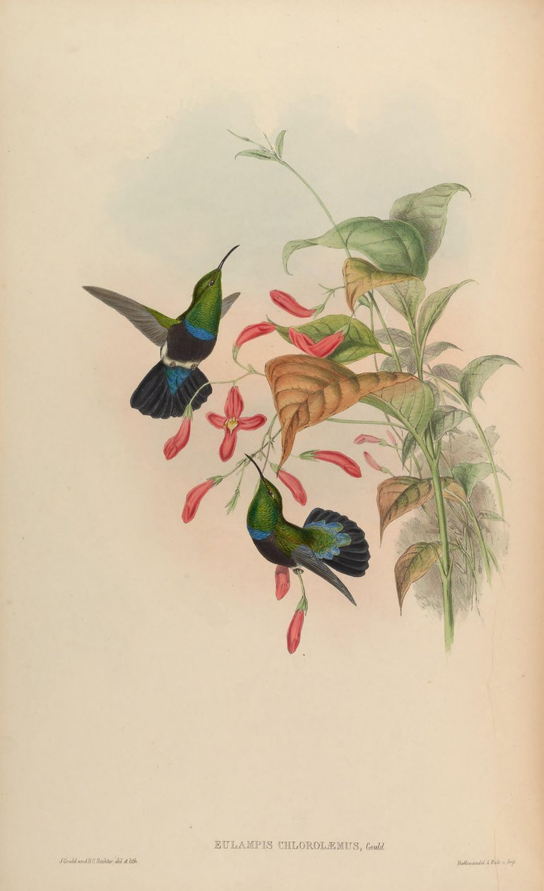 Eulampis chlorolaemus = Eulampis holosericeus chlorolaemus 作者 约翰·古尔德