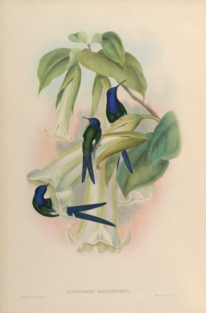 Eupetomena hirundinacea = Eupetomena macroura macroura 作者 约翰·古尔德