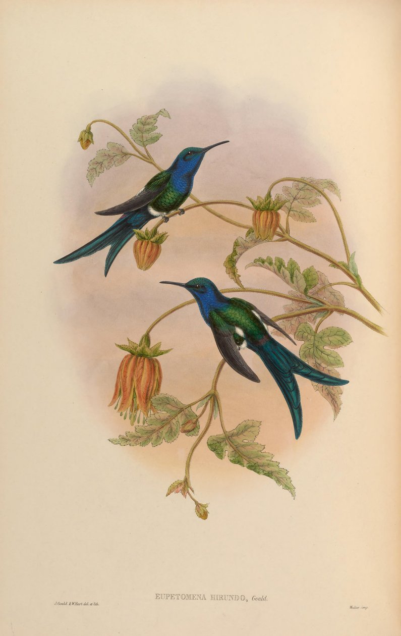 Eupetomena hirundo = Eupetomena macroura hirundo 作者 约翰·古尔德