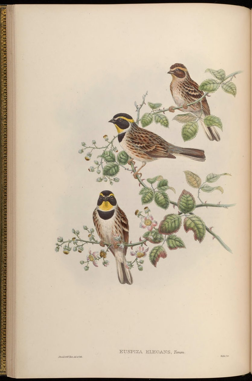 Euspiza elegans = Emberiza elegans 作者 约翰·古尔德