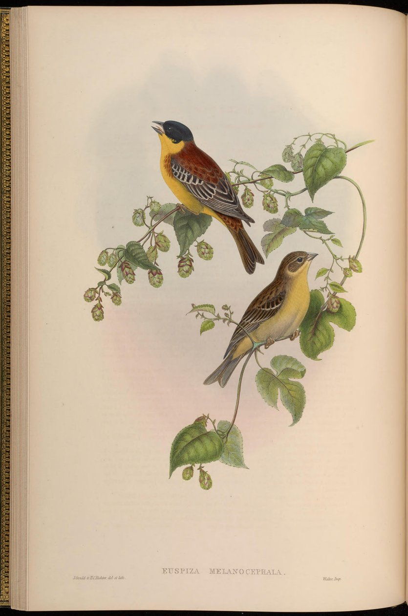 Euspiza melanocephala = Emberiza melanocephala 作者 约翰·古尔德