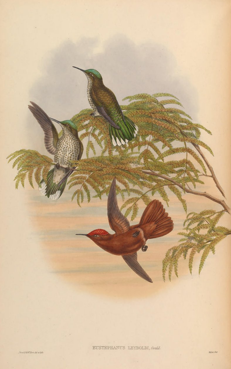 Eustephanus leyboldi = Sephanoides fernandensis leyboldi 作者 约翰·古尔德