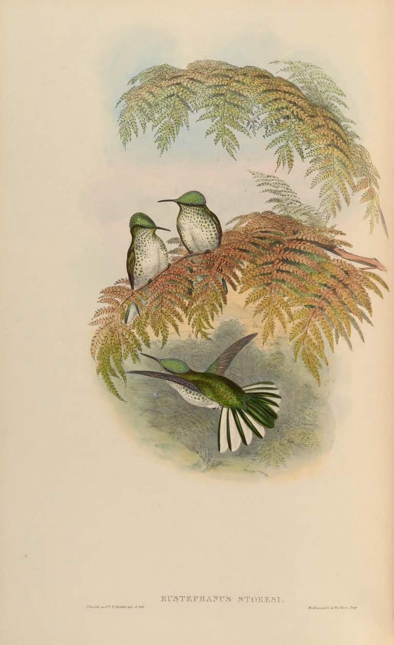 Eustephanus stokesi = Sephanoides sephaniodes 作者 约翰·古尔德