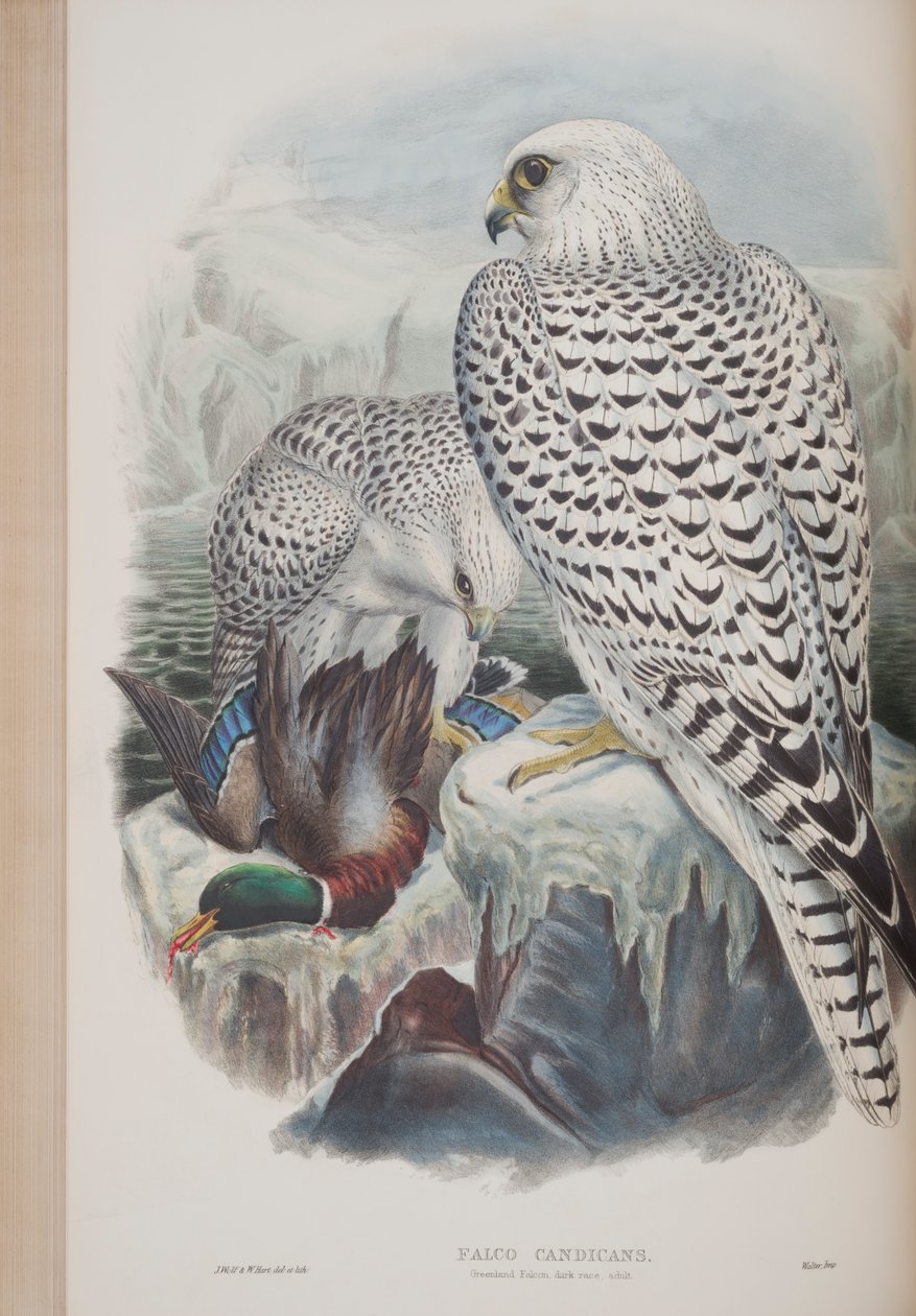 Falco Candicans，来自英国鸟类的约翰古尔德，1862-73出版（手工彩色版画） 作者 约翰·古尔德