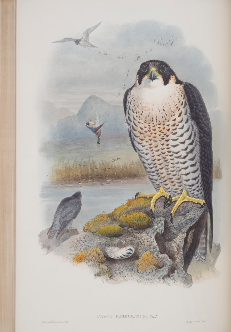 Falco Peregrinus，约翰·古尔德的“英国鸟类”杂志，1862-73出版（手工彩色版画） 作者 约翰·古尔德